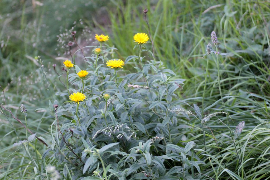 Inula hirta